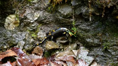 Dağlarda Semender, Sarı Noktalı Sürüngen Ormanda Amfibi Hayvan
