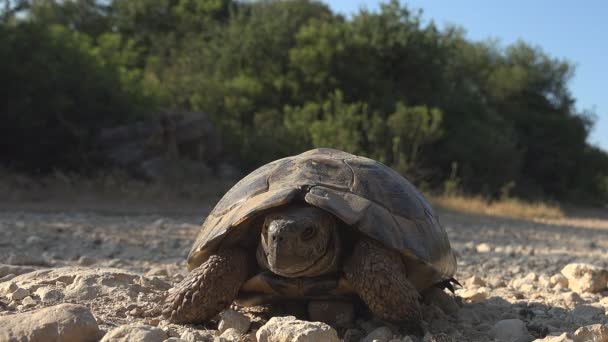Żółw w środowisku naturalnym, Grecja Egzotyczny żółw spacerujący w przyrodzie, gad zbliżenie — Wideo stockowe