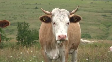 Dağlarda otlayan İnekler Tarım Alanında Sığır Portresi Çayırda Çayırda Çayırda Çayırdaki Hayvanlar, Kırsal Köy
