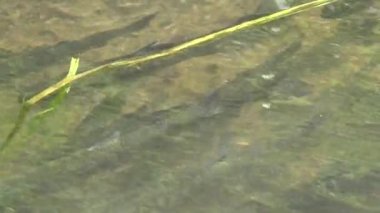 Dağ Nehrinde Alabalık Balıkları, Gökkuşağı Balığı Su altı Deresi, Buhar, Deresi