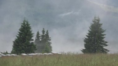 Fog, Foggy Smoke Magic Mystical Glade, Frosted Grass on Meadow in Mountains, Mysterious Scary Alpine Scenery