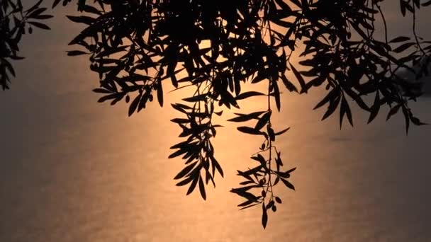 Olijfboomtakken Boomgaard Bij Zonsondergang Griekenland Landbouw Industrie Zeegolven Het Strand — Stockvideo