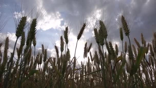 Blé Dans Champ Agricole Oreille Coucher Soleil Céréales Agricoles Céréales — Video