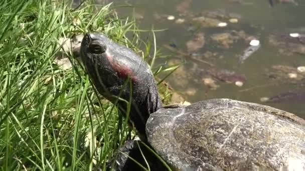 Tortuga Medio Natural Caminando Tortuga Exótica Naturaleza Reptiles Junto Lago — Vídeos de Stock