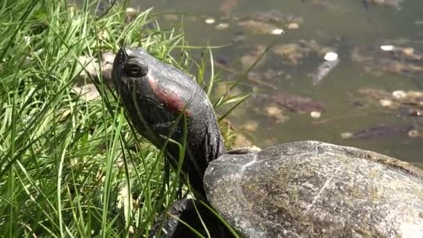 Żółw Środowisku Naturalnym Chodzenie Egzotyczny Żółw Przyrodzie Gad Nad Jeziorem — Wideo stockowe