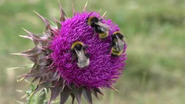 Uçan Yabanarıları Böcekleri Diken Çiçeği Üzerine Polen Topluyor, Dikenleri Tozlaştırıyor, Dağları Tozlaştırıyor Çöl İlaç Tesisleri, Yabanarısı