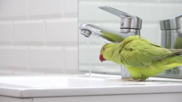 Papağan Kuş Yıkama Skender Papağan Çme Suyu Kızılderili Yüzük Boyunlu — Stok video