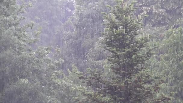 Raining Torrential Rain Inundation Flooding Storm Rainfall Natural Calamity Disaster — Stockvideo