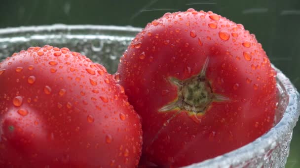 Lluvia Tomate Lluvia Torrencial Verduras Tormenta Verano Gotas Agua Día — Vídeos de Stock