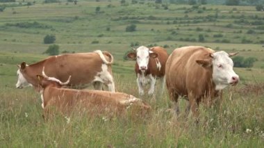 Dağlarda otlayan İnekler Tarım Alanında Sığır Portresi Çayırda Çayırda Çayırda Çayırdaki Hayvanlar, Kırsal Köy