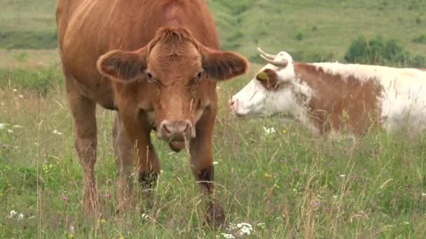 Cows Grazing Mountains Agriculture Field Beef Portrait Pasturing Meadow Animals — Stock Video