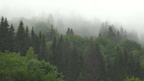 Brouillard Dans Les Montagnes Nuages Jour Pluie Forêt Mystique Brumeuse — Video