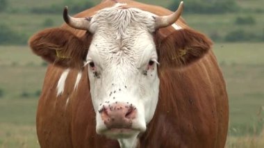 Dağlarda otlayan İnekler Tarım Alanında Sığır Portresi Çayırda Çayırda Çayırda Çayırdaki Hayvanlar, Kırsal Köy