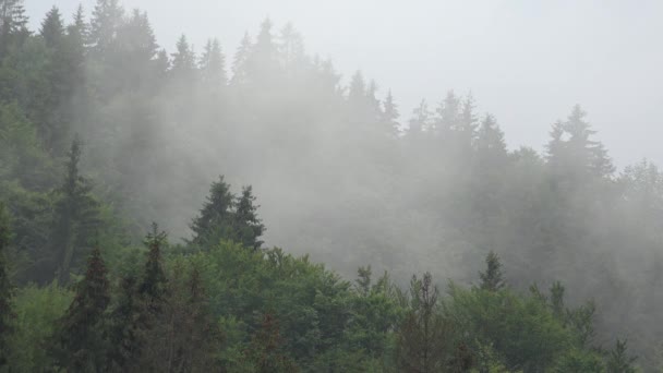 霧の雨 霧の曇り雨の日 インドネーション 山の洪水 霧の秋 雲悪天候 — ストック動画