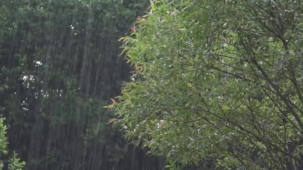 Chuva Inundação Inundações Chuva Tempestade Chuva Torrencial Calamidade Natural Desastre — Vídeo de Stock