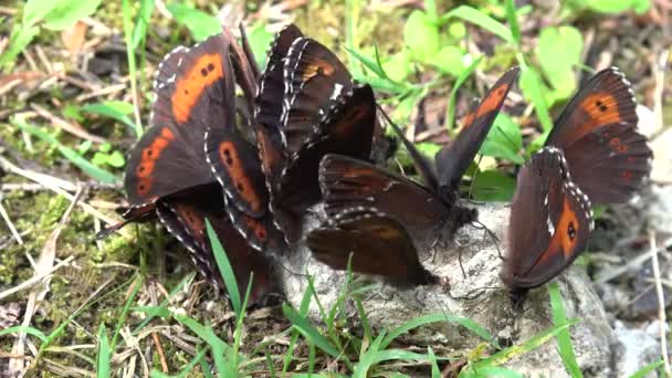 Farfalla Volante Farfalle Impollinazione Macro Gregge Insetti Raccolta Polline Natura — Video Stock