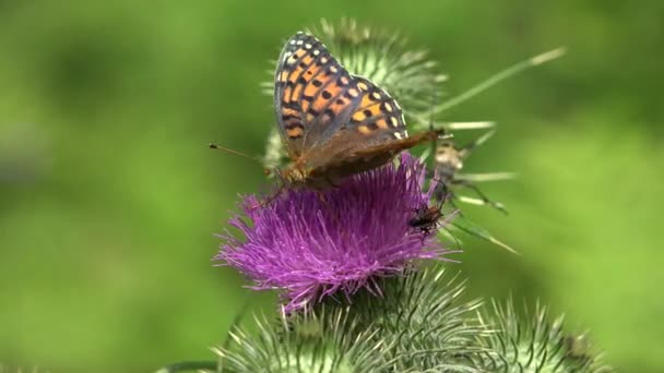 Flying Butterfly Insects Collecting Pollen Thorns Flower Bee Pollinating Thistles — Vídeo de Stock