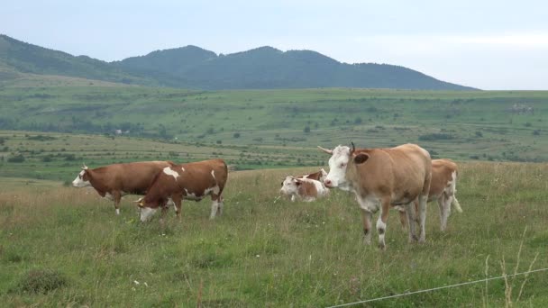 牧草地で放牧牛 牧草地で放牧牛の肖像画 牧草地農業の動物 田舎の村 — ストック動画