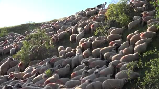 Sheep Mountains Farming Herding Flock Lambs Grazing Hill Shepherd Domestic — Video