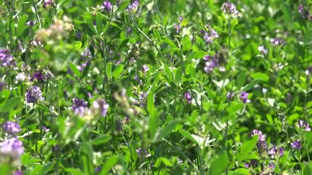 Clover Agriculture Field Lucerne Harvesting Crop Farm Animals Alfalfa Cultivated — Wideo stockowe
