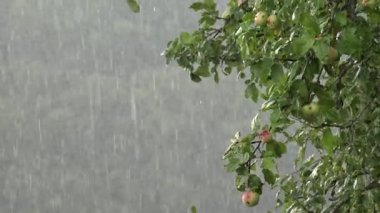 Rain, Torrential Raining in Apple Trees Orchard, Rainy Fruits Branches, Agriculture View, Storm at Countryside, Windy Stormy Day