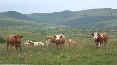 Dağlarda otlayan İnekler Tarım Alanında Sığır Portresi Çayırda Çayırda Çayırda Çayırdaki Hayvanlar, Kırsal Köy