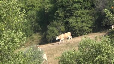 Cows Grazing in Mountains Agriculture Field, Beefs Pasturing on Meadow, Cattles Animals in Pasture, Farming, Countryside Village