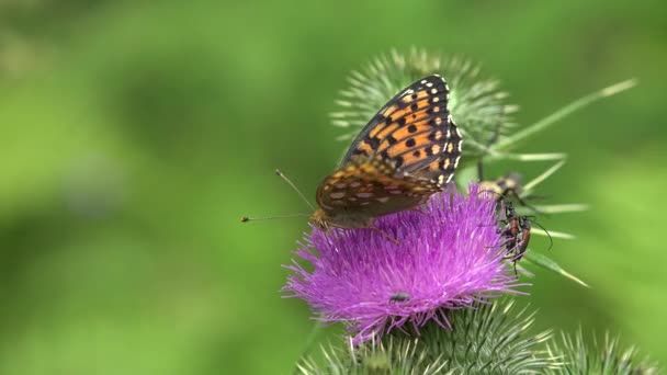 Flying Butterfly Insects Collecting Pollen Thorns Flower Bee Pollinating Thistles — Video Stock