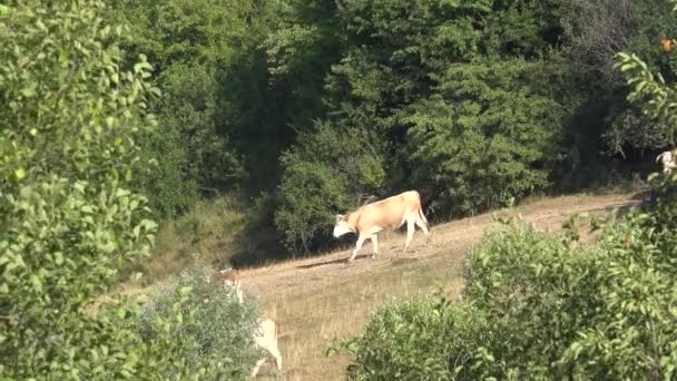 Cows Grazing Mountains Agriculture Field Beefs Pasturing Meadow Cattles Animals — 图库视频影像