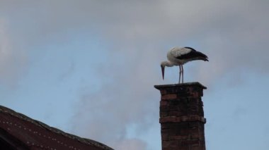 Stork on Chimney, Bird on House Horn at Countryside, Rustic View, Wildlife Animals in Natural Environment