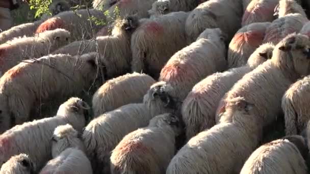 Sheep Mountains Farming Herding Flock Lambs Grazing Hill Shepherd Domestic — 图库视频影像