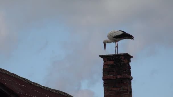 Stork Chimney Bird House Horn Countryside Rustic View Wildlife Animals — Wideo stockowe
