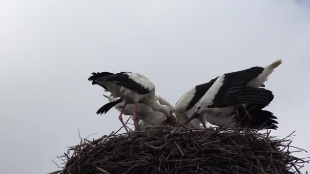 Stork Bird Flying Feeding Baby Birds Flock Storks Nest Electrical — Stockvideo