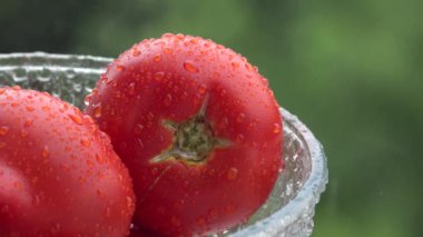 Raining, Tomato in Torrential Rain, Vegetables in Summer Storm, Inundation, Water Drops on Rainy Day, Rainfall, Flooding