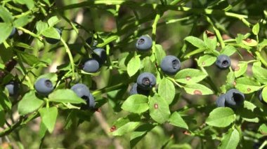 Huckleberry Bush in Wood, Berries, Forest Fruit in Mountains, Wild Bilberries, Blueberries, Huckleberries, Vaccinium Corymbosum