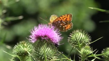 Flying Butterfly Insects Collecting Pollen on Thorns Flower, Bee Pollinating Thistles, Mountains Desert Medicine Plants