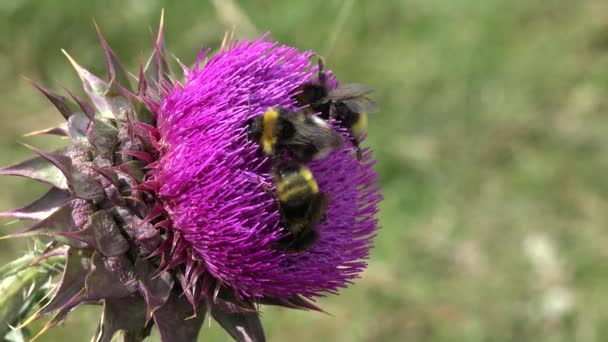 Bourdons Volants Insectes Collecte Pollen Sur Les Épines Fleur Chardons — Video