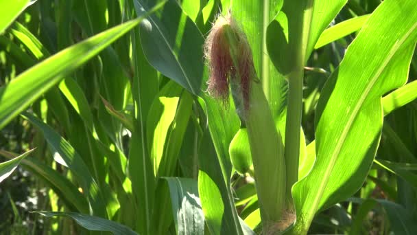 Corn Cobs Maize Field Cultivated Land Cereals Maize Harvest Agriculture — стоковое видео