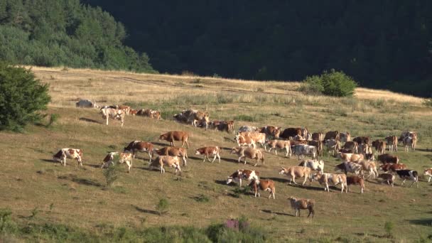 Cows Grazing Mountains Agriculture Field Beefs Pasturing Meadow Cattles Animals — Vídeo de Stock