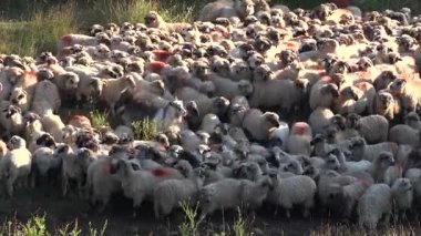 Sheep in Mountains, Farming, Herding Flock of Lambs Grazing Hill, Shepherd Domestic Animals, Pastoral View