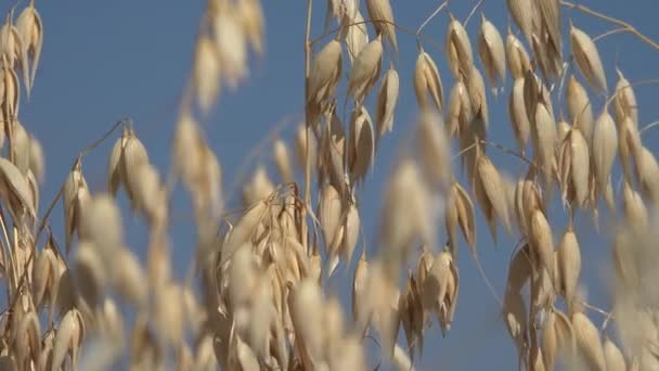 Rye Wheat Agriculture Crop Field Ripe Grains Cereals Harvest Countryside — Video