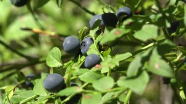 Huckleberry Bush in Wood, Berries, Forest Fruit in Mountains, Wild Bilberries, Blueberries, Huckleberries, Vaccinium Corymbosum