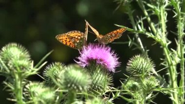 Flying Butterfly Insects Collecting Pollen on Thorns Flower, Bee Pollinating Thistles, Mountains Desert Medicine Plants
