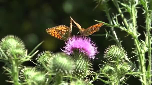 Flying Butterfly Insects Collecting Pollen Thorns Flower Bee Pollinating Thistles — Stockvideo