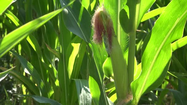 Corn Cobs Maize Field Cultivated Land Cereals Maize Harvest Agriculture — Stockvideo