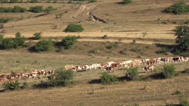 Cows Grazing Mountains Agriculture Field Beefs Pasturing Meadow Cattles Animals — Vídeo de stock