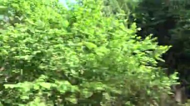 Car Driving by Forest Road, Traffic by Wood on Highway, Window View, Pov Tracking Auto Nature Landscape