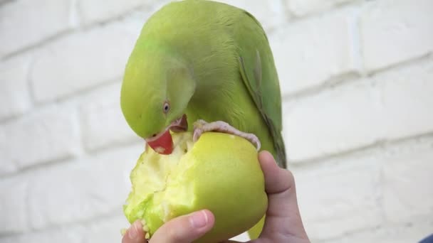 Pappagallo Che Mangia Mela Alexandrine Parakeet Uccello Mangia Frutta Bambino — Video Stock