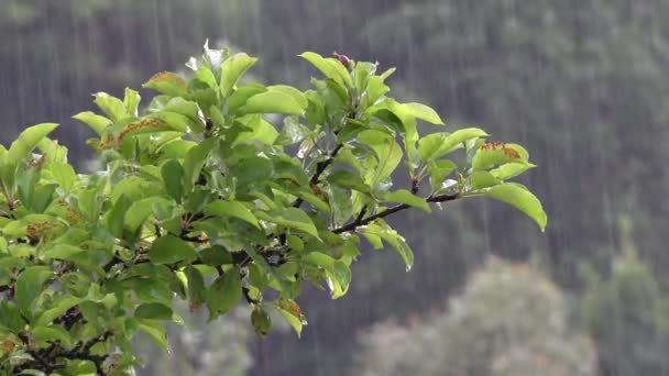 Torrential Rain Raining Inundation Flooding Storm Rainy Day Apple Branches — Stock Video