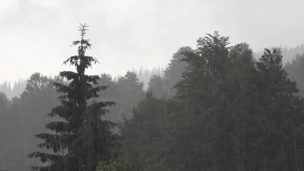 Raining Storm Torrential Summer Rain Forest Inundation Flooding Natural Calamity — стоковое видео